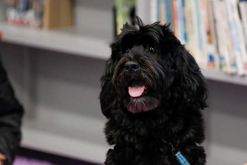 A fluffy black dog smiles